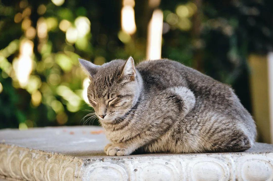 两个月小猫拉肚子原因分析及应对建议