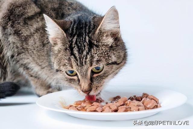 猫咪饮食，干粮与湿粮的选择与对比探讨