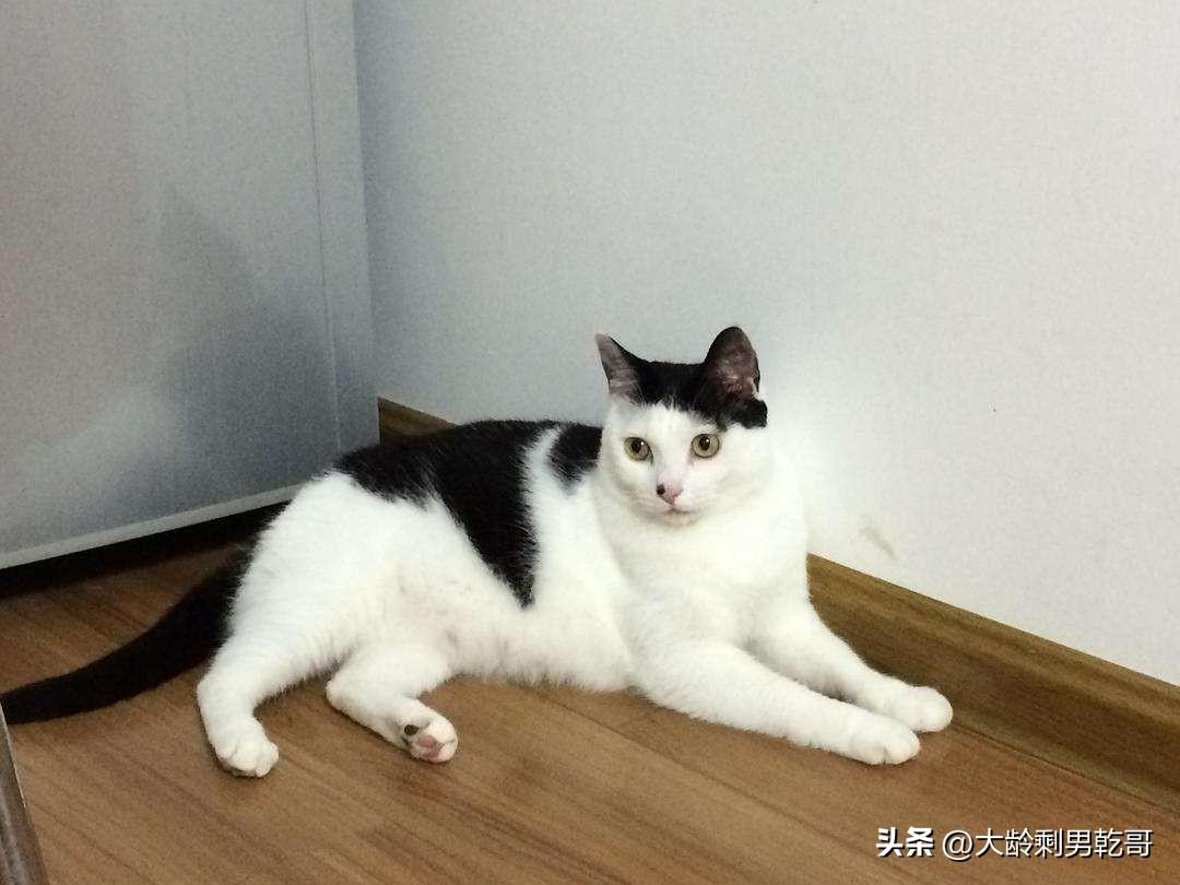 猫咪尾巴上的黑色物质，深入了解与照顾秘籍