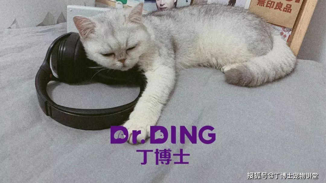 猫咪绝育前后的注意事项详解