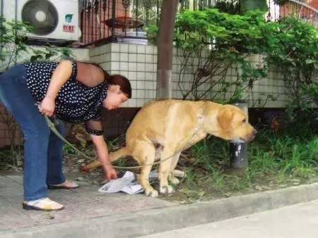 如何训练狗狗养成良好排泄习惯，尿尿训练指南