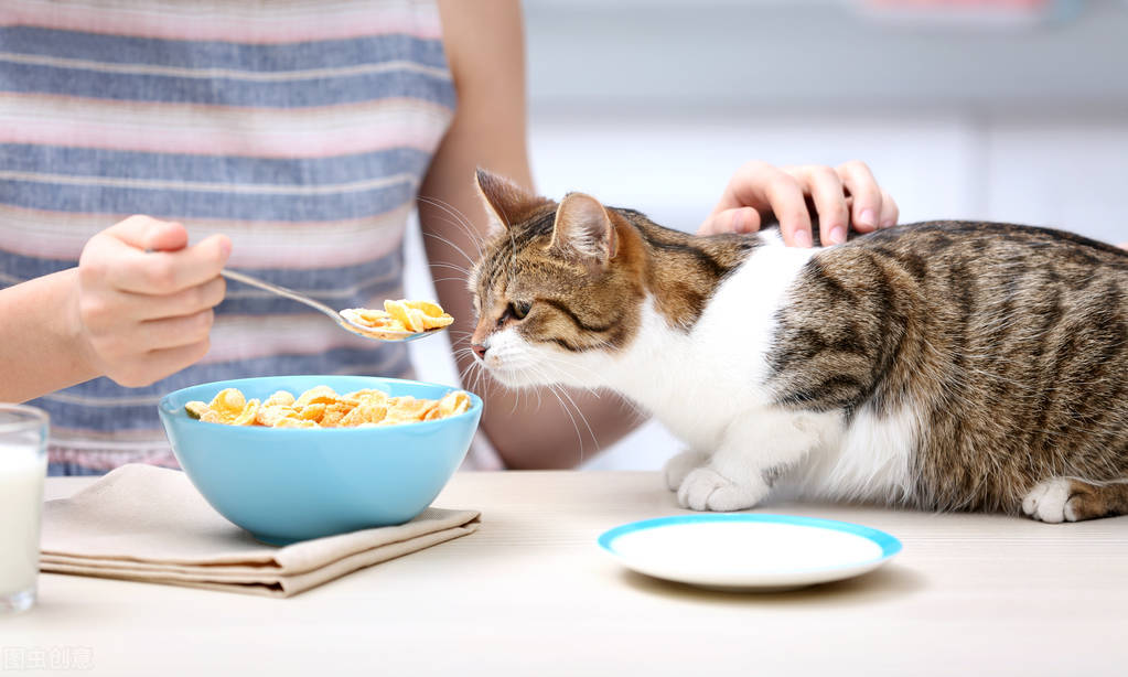 猫咪定点喂食，培养健康宠物的关键策略