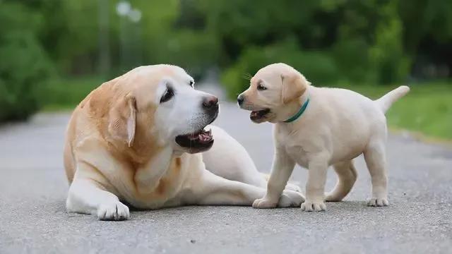 宠物犬生命周期的理解与管理，年龄因素探讨