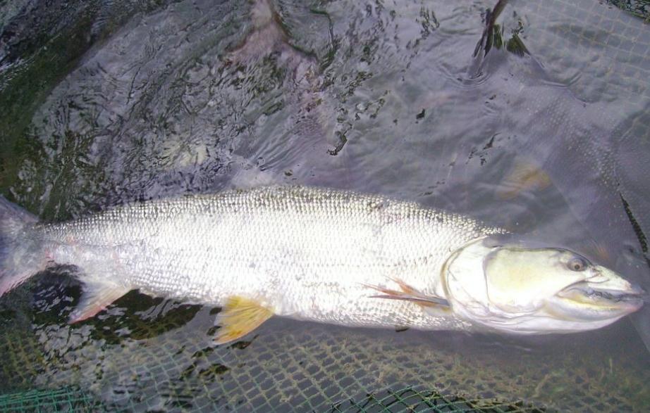 淡水鱼路亚钓法研究，如何选择和使用最佳路亚装备进行垂钓