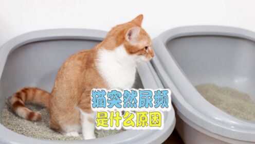 猫咪尿频原因及处理方法解析