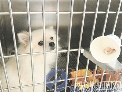 狗狗结石成因、诊断与治疗全面指南