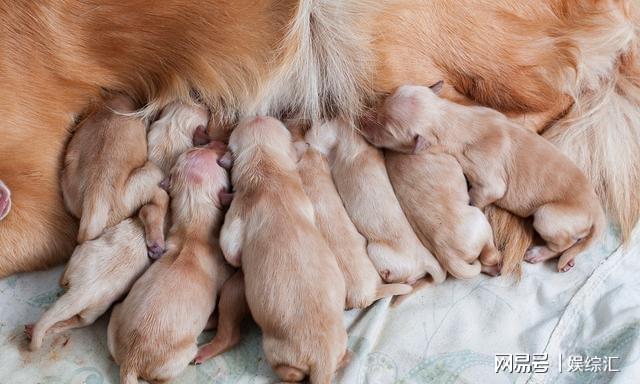 犬类繁殖周期详解，狗狗生孩子需要多久？