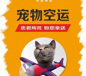 快递能否运送猫咪，深度探讨