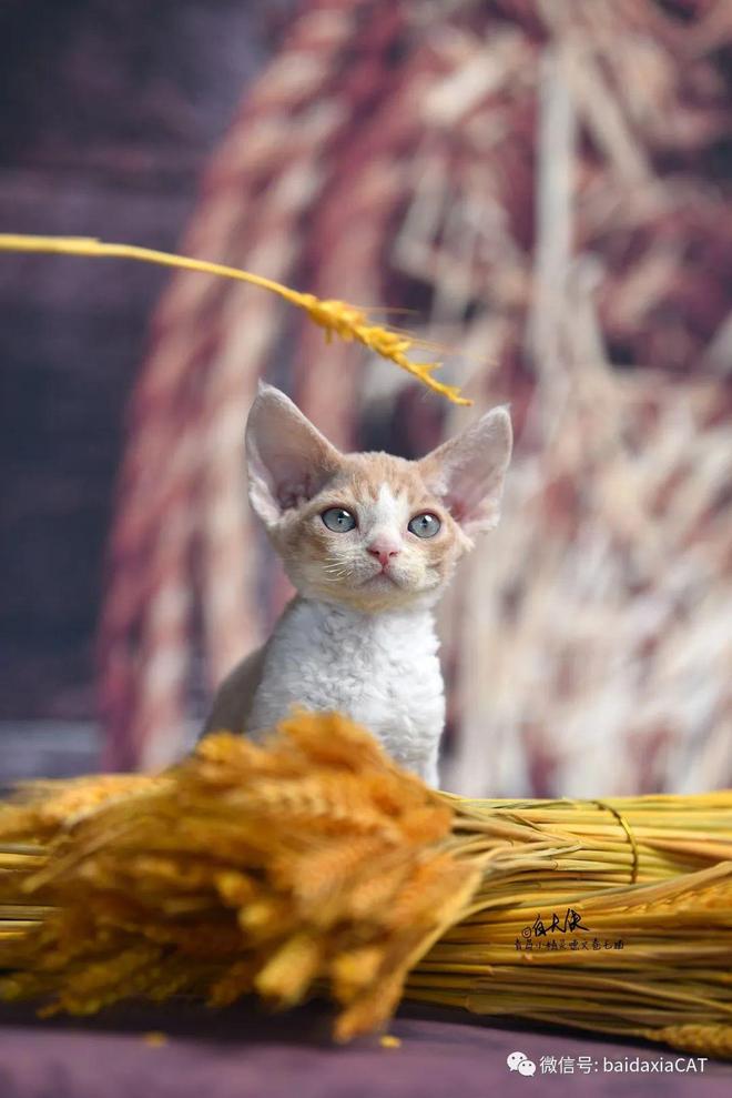 猫咪的德语与语言魅力，猫的文化深度探索