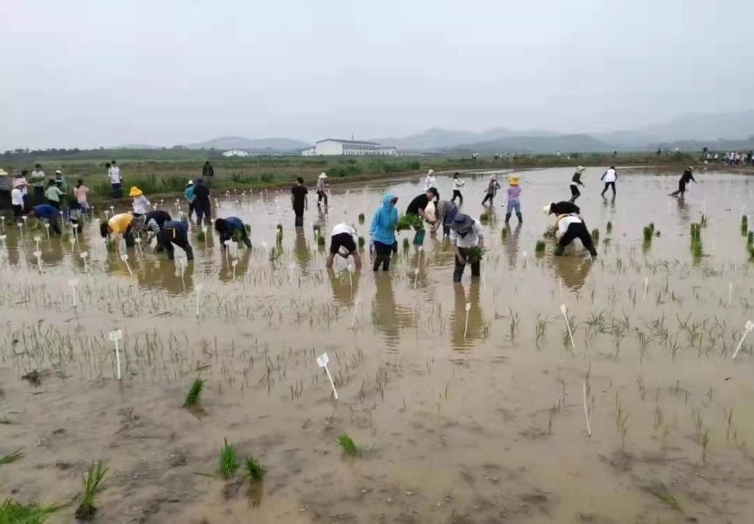 农大林学专业，探索绿色生态的奥秘之旅