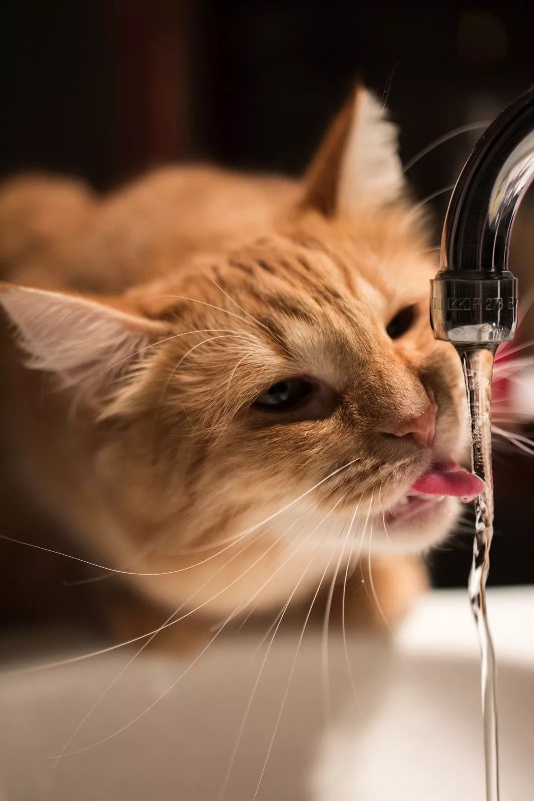 猫咪水，神秘温馨的喵星生物之秘