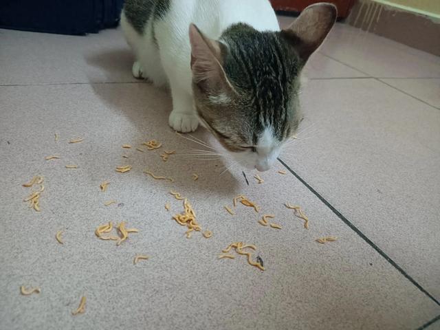 猫咪与虫子的奇妙相遇，美食体验之旅