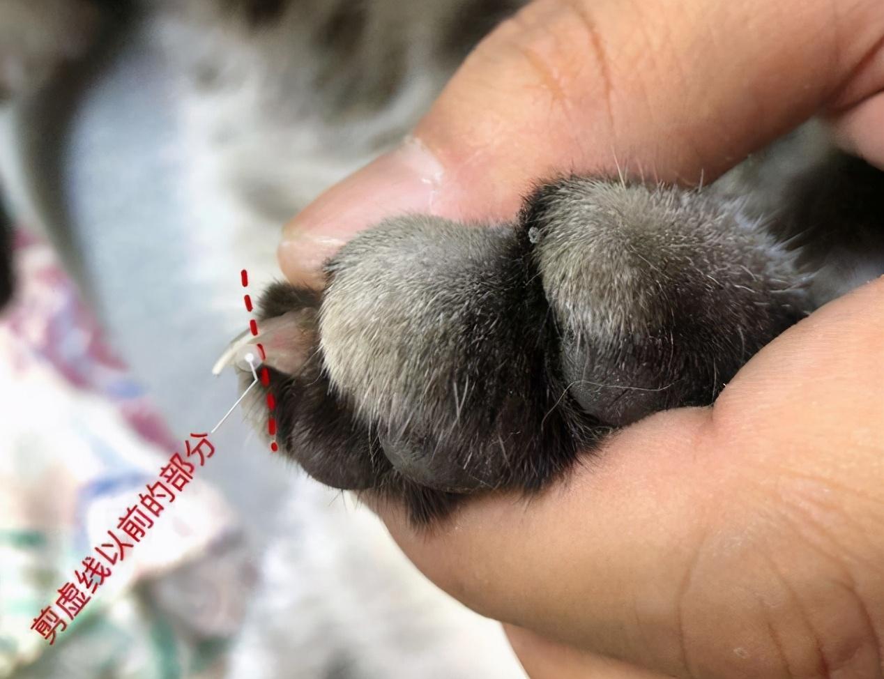 如何正确照顾猫咪？小猫咪能否剪指甲的小知识解读