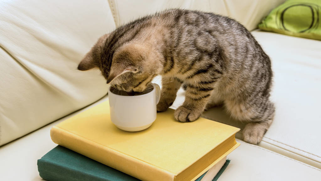 猫咪饮水质量探讨，如何选择最佳水源为猫咪提供健康饮水？