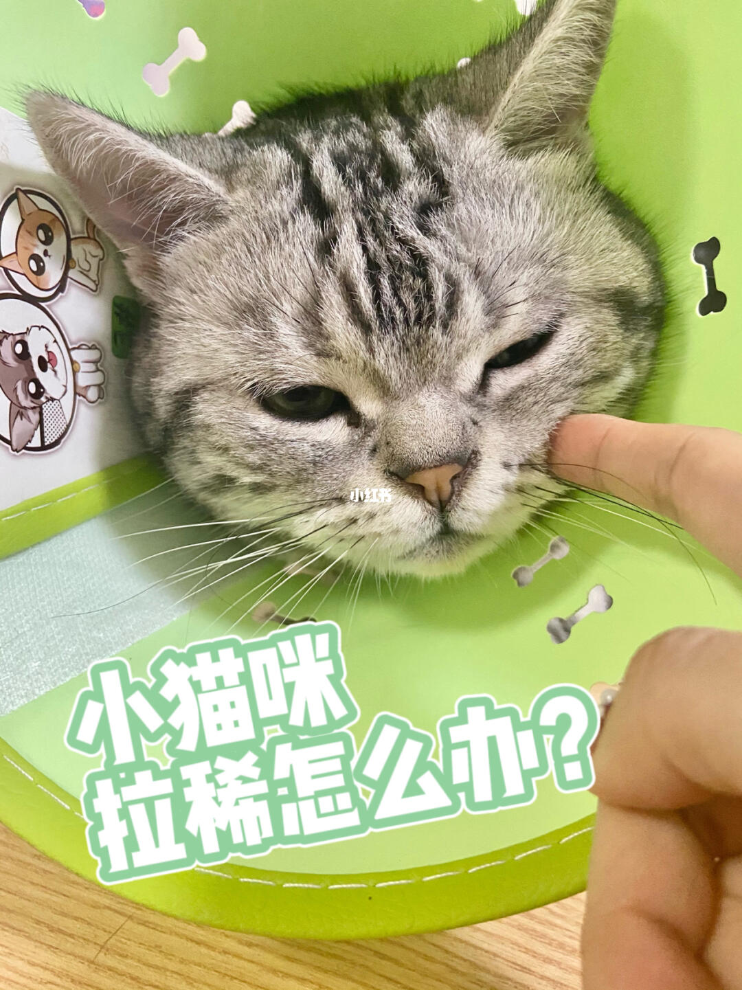 猫咪受凉拉稀应对指南，全面解决方案与措施