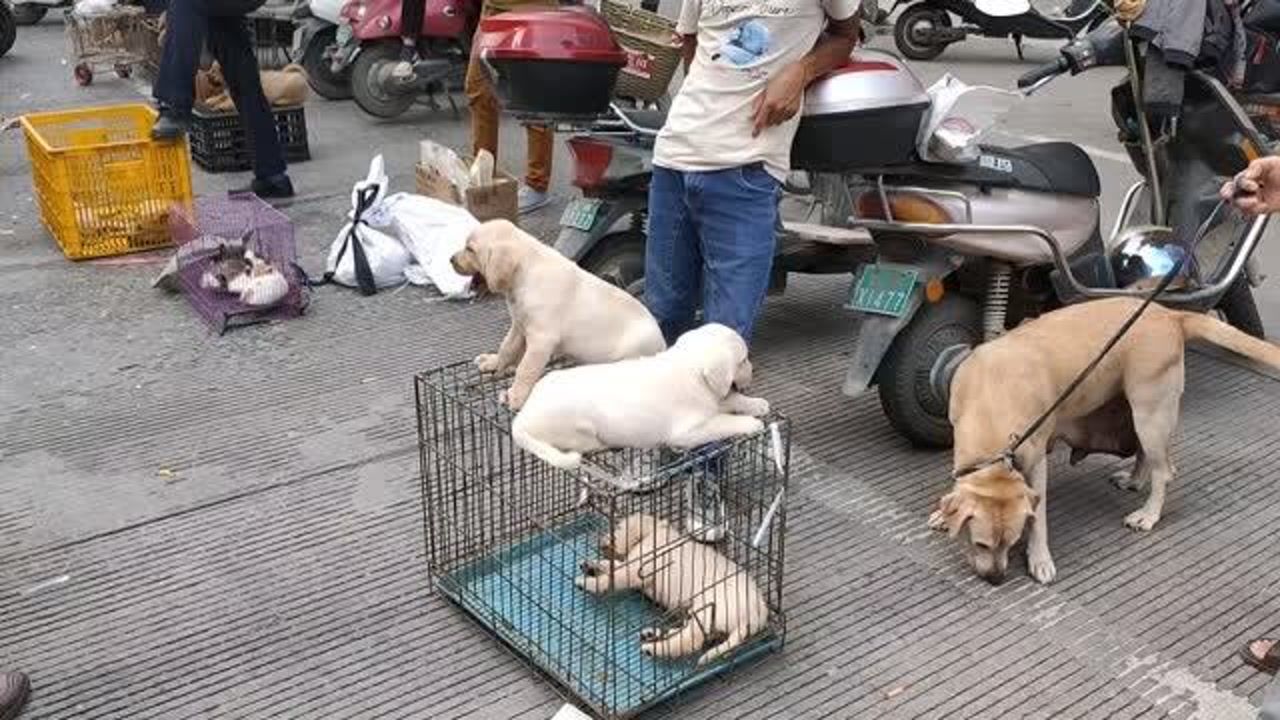 玉林宠物狗，城市中的最佳伴侣与温馨守护神