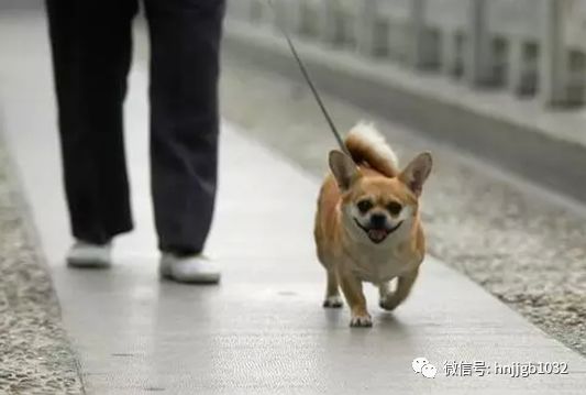 狗狗跨国之旅，忠诚友情的跨越界限