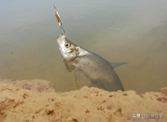 淡水红鲳鱼与路亚钓法的误区解析