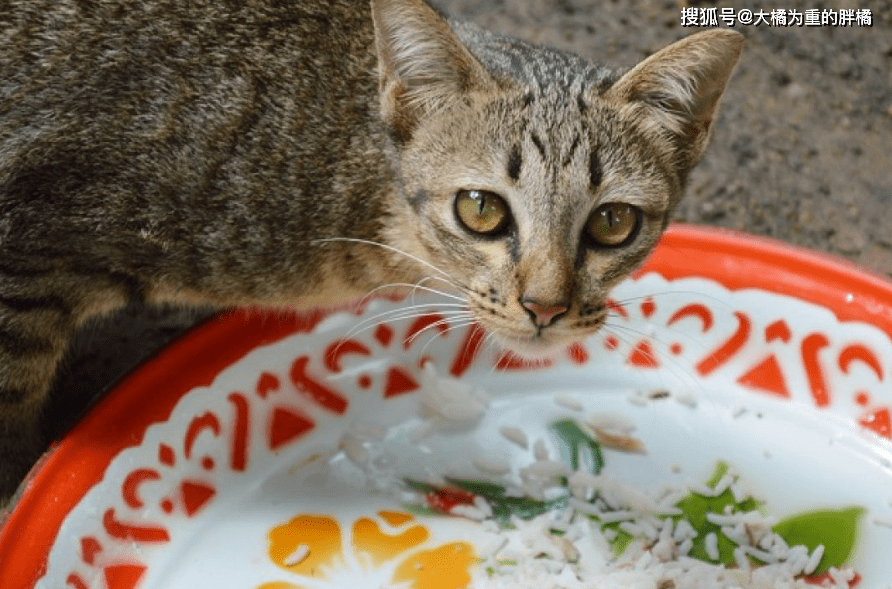 猫咪拉肚子没胃口的原因分析及应对方法