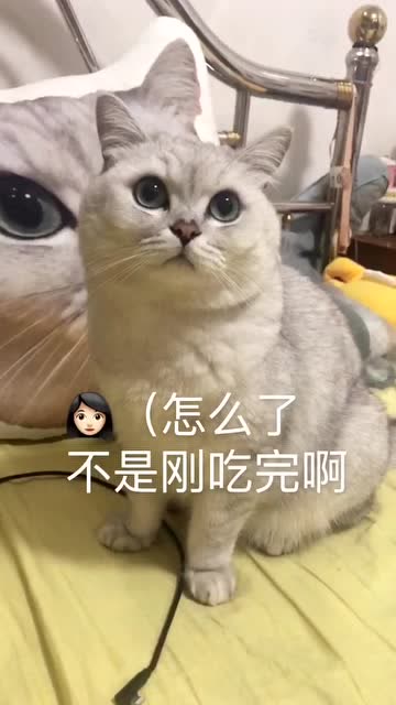 猫咪饮食规律解析，一天应喂食几次？