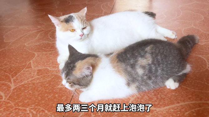 十个月猫咪成长与发育探究，猫咪成长阶段特点及变化解析