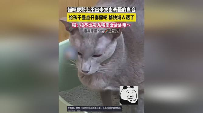 探索猫咪静默之谜，揭秘猫咪不发声的现象