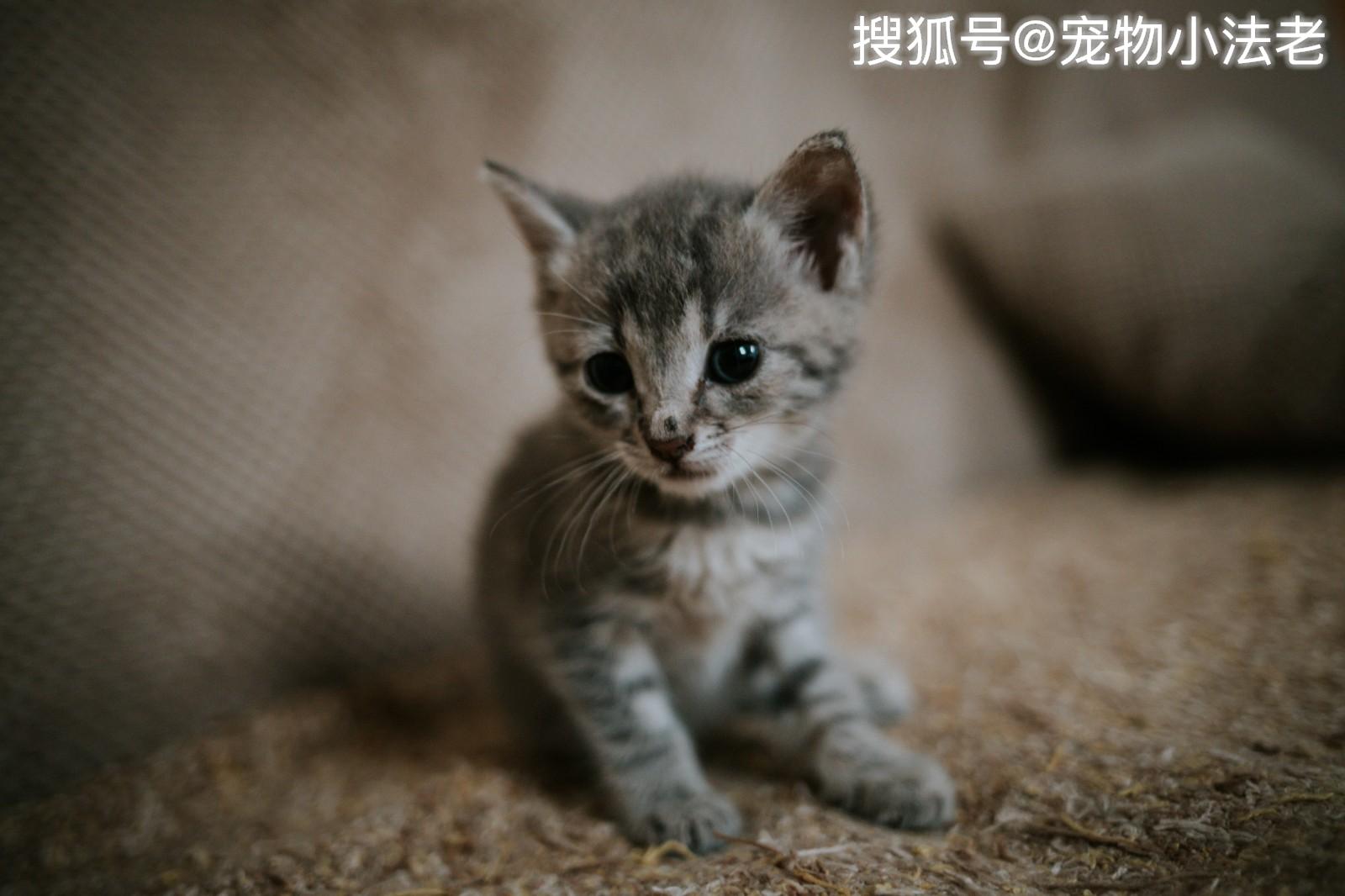 猫咪加强疫苗费用解析，宠物健康保障的成本与价值探讨