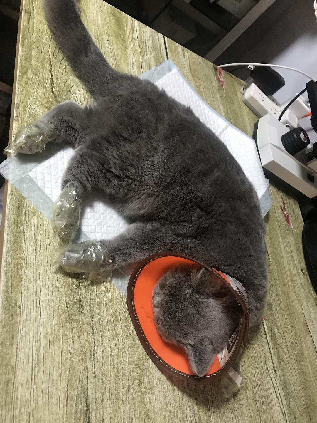 猫咪急性肠炎应对与照顾指南