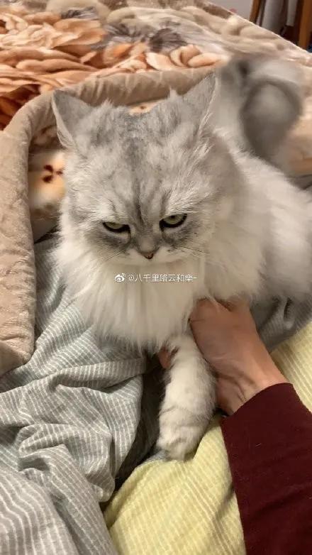 猫咪的淘气日常，爱与责交织的温馨故事