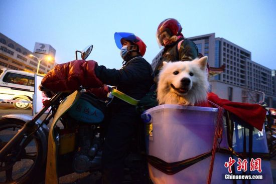 运宠物回家，细致规划与温馨之旅的旅程