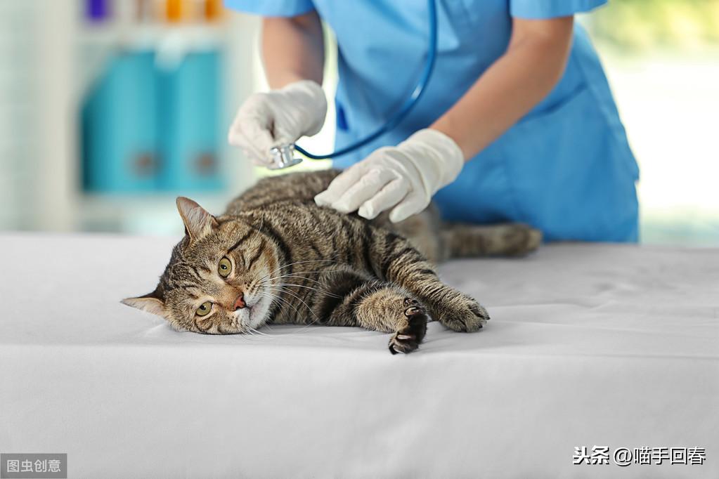 猫咪与微生物共生之谜探索，菌猫世界中的奥秘