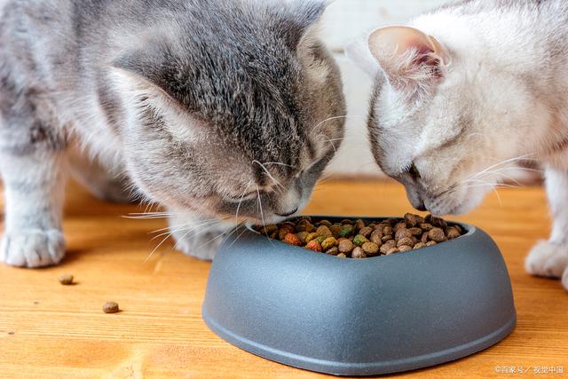 猫咪饮食规律解析，猫粮投喂频率详解