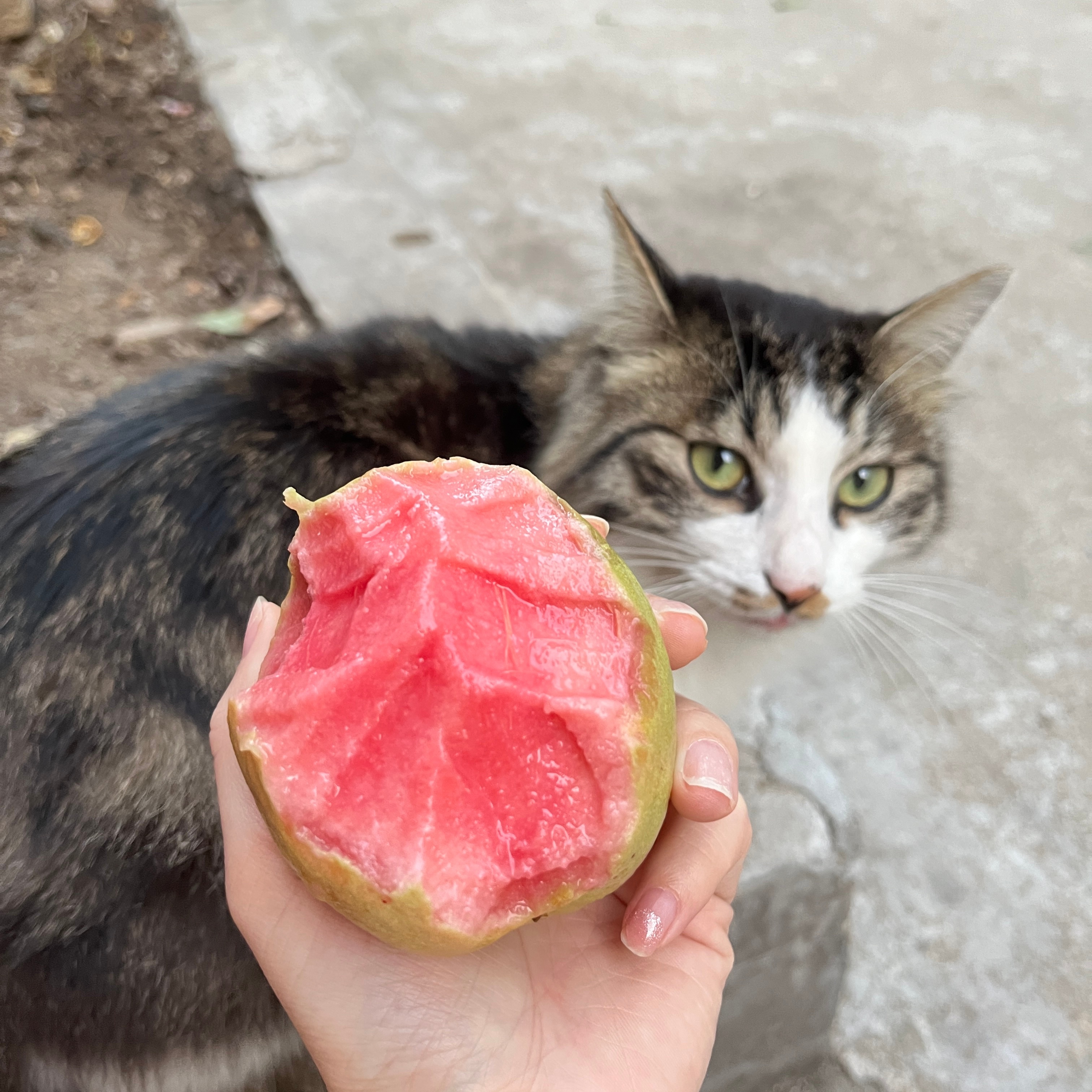 猫咪能否食用芭乐？探究猫咪饮食禁忌与芭乐的安全性