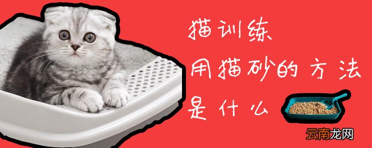 训练猫咪使用猫砂的方法与技巧