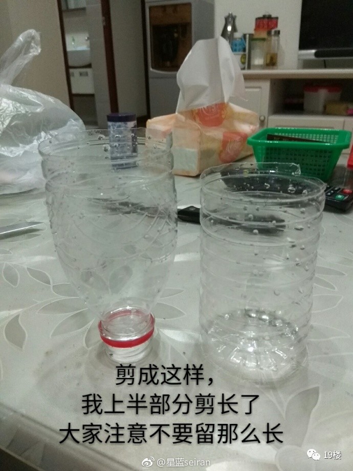 狗狗误食洗洁精引发的宠物健康危机