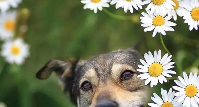 狗狗能否喝菊花茶？宠物健康饮食新视角探究