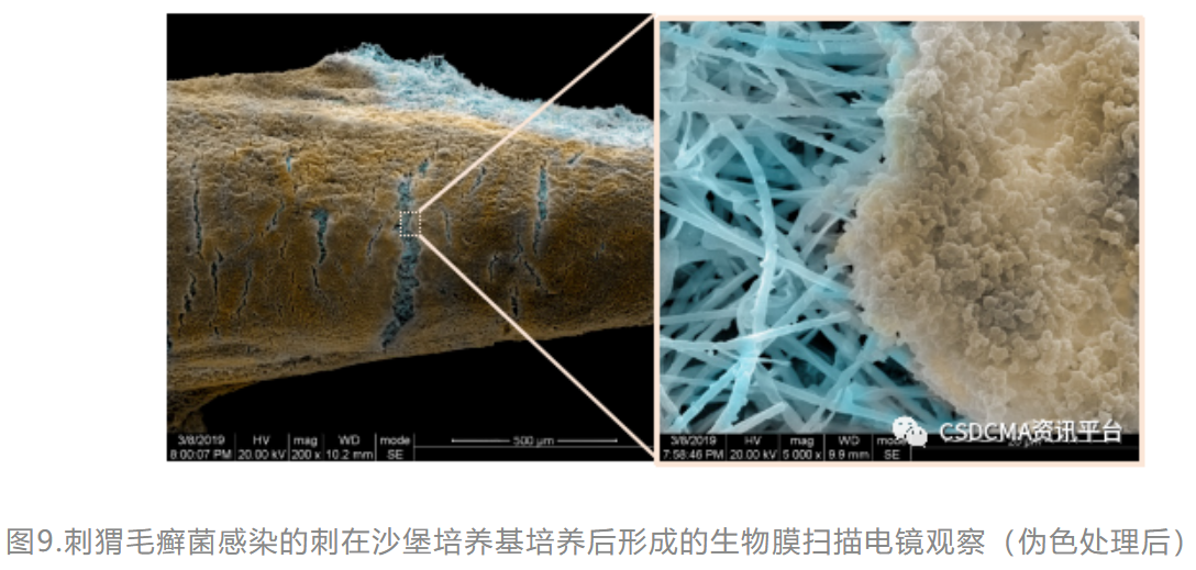 宠物孢子菌感染，了解、预防与治疗方法