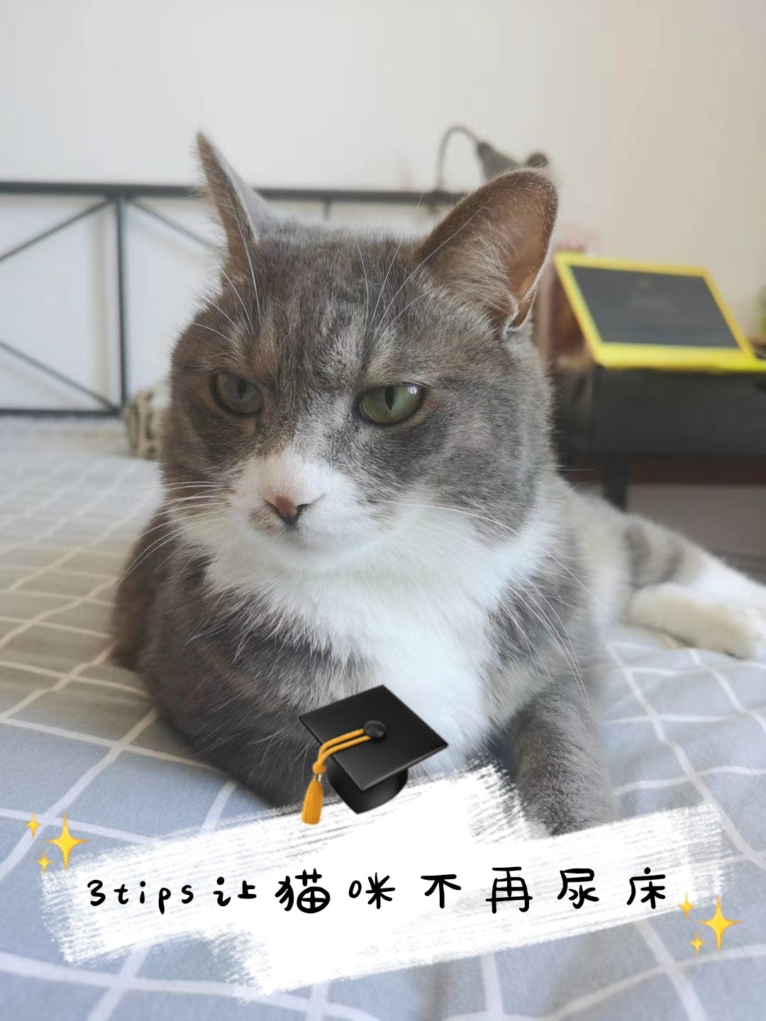 如何关爱与照顾猫咪，让它们不再孤独？