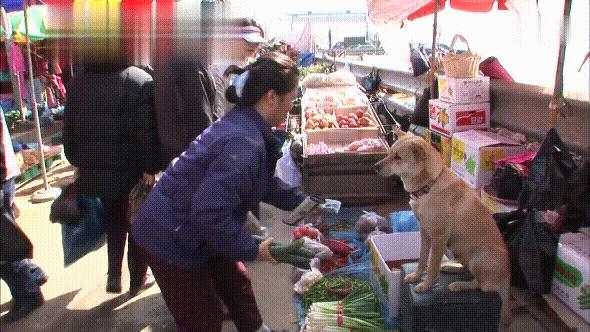 会走的狗狗，人类忠实的伙伴与生活的乐趣缔造者