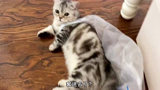 猫咪之间的独特对比之旅