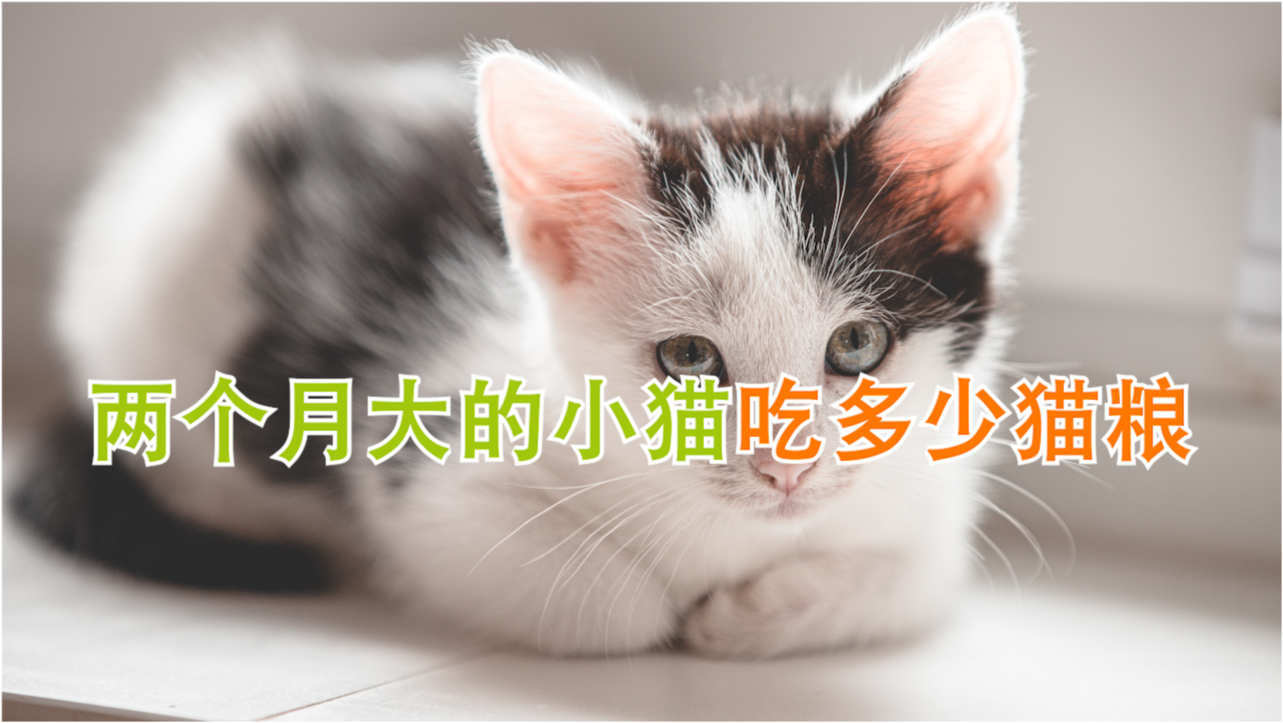 猫咪成长周期解析，如何判断猫咪的月龄与成长阶段攻略