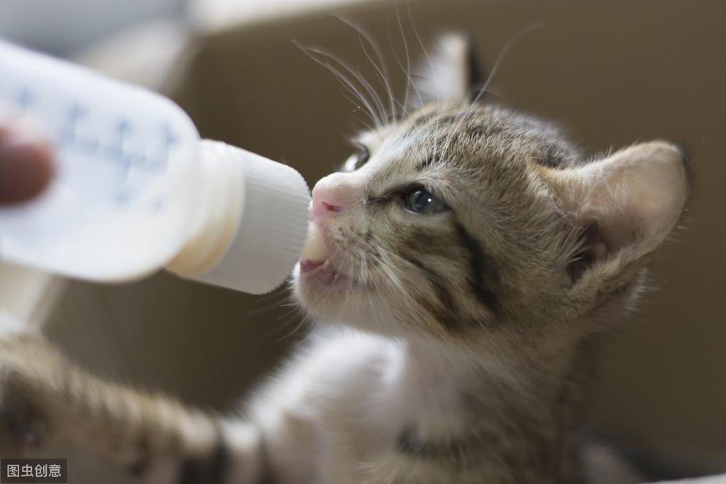 猫咪失明，理解与照顾的重要性