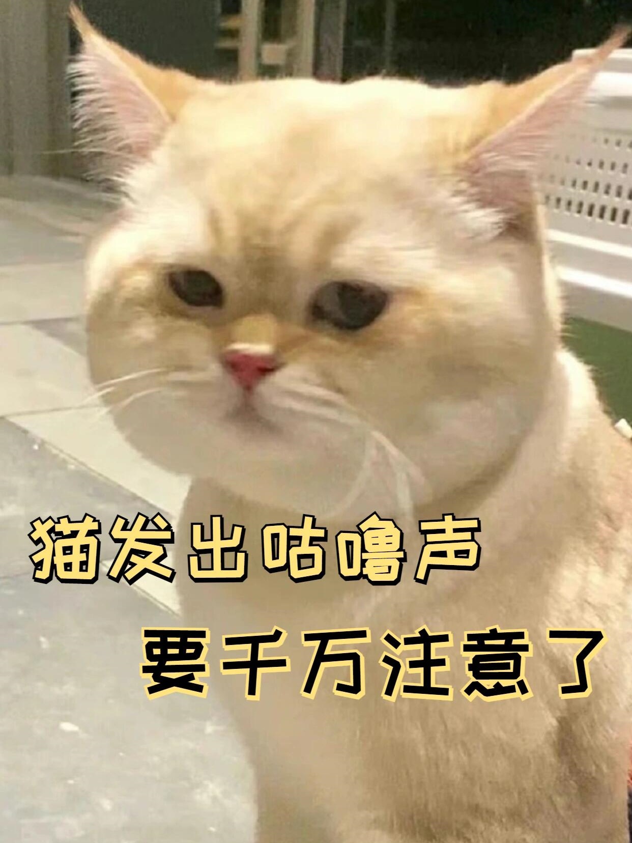 猫咪奇异声音背后的奥秘与健康关怀